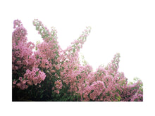 Charger l'image dans la galerie, BASIC SIGNATURE #193