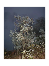 Charger l'image dans la galerie, BASIC SIGNATURE #155