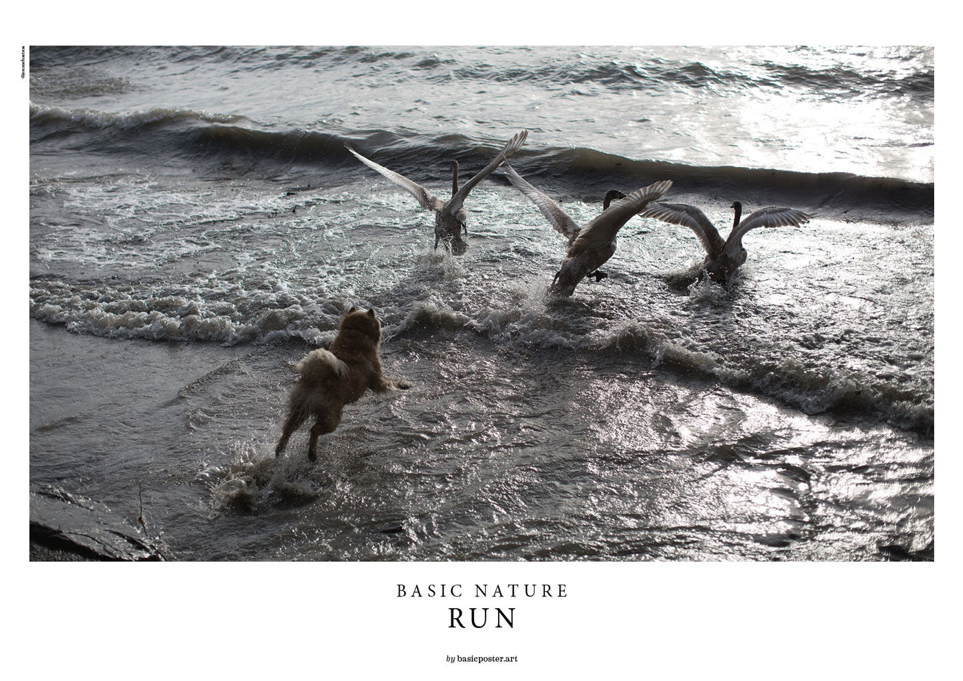 BASIC NATURE - RUN