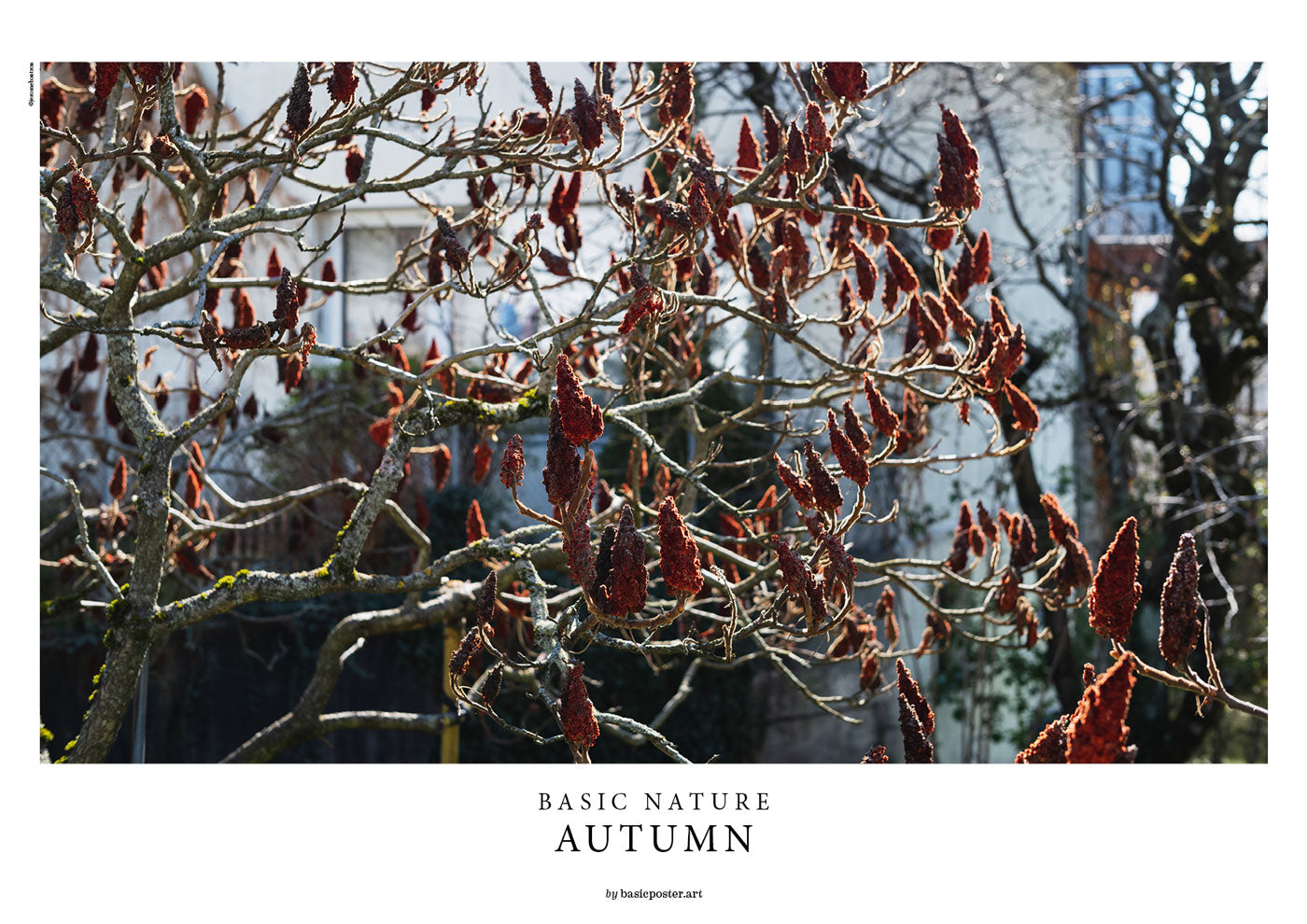 BASIC NATURE - AUTUMN