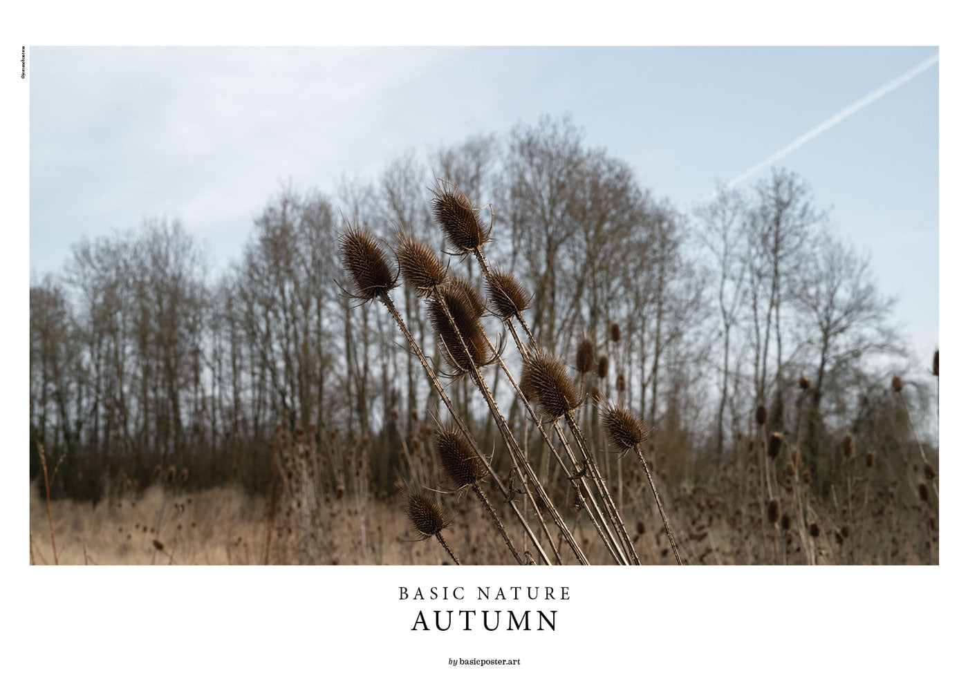BASIC NATURE - AUTUMN