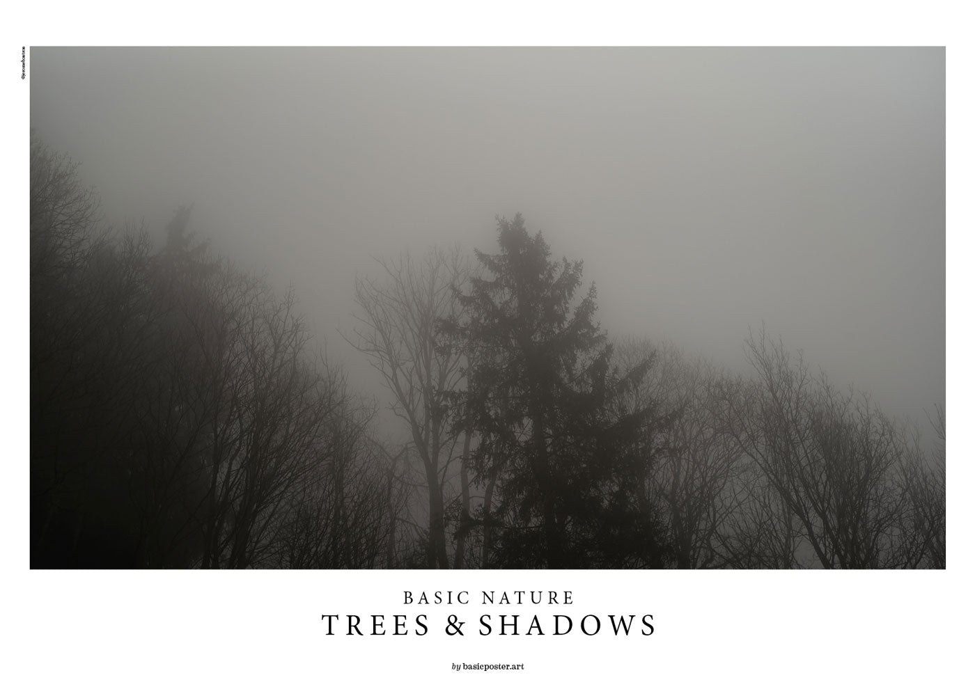 BASIC NATURE - TREES AND SHADOWS