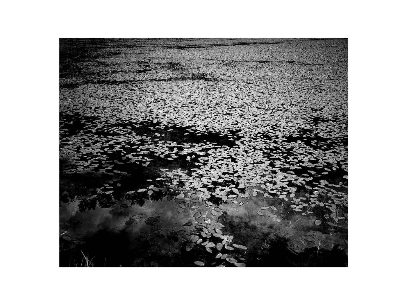 BASIC SIGNATURE #191