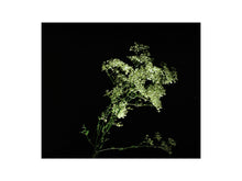 Charger l&#39;image dans la galerie, BASIC SIGNATURE #192
