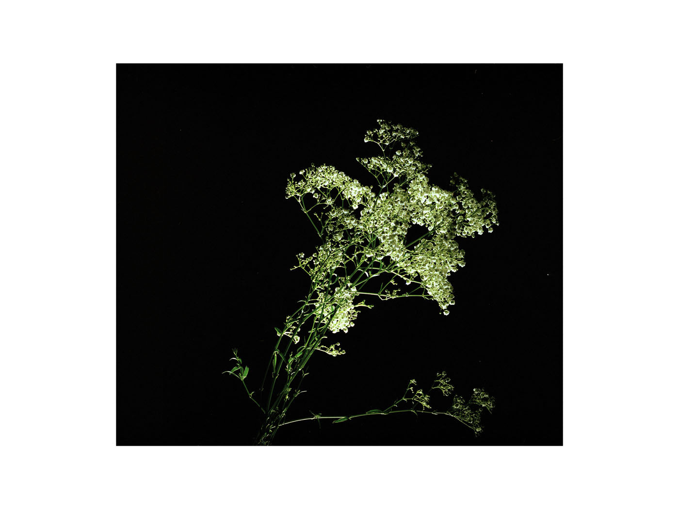 BASIC SIGNATURE #192