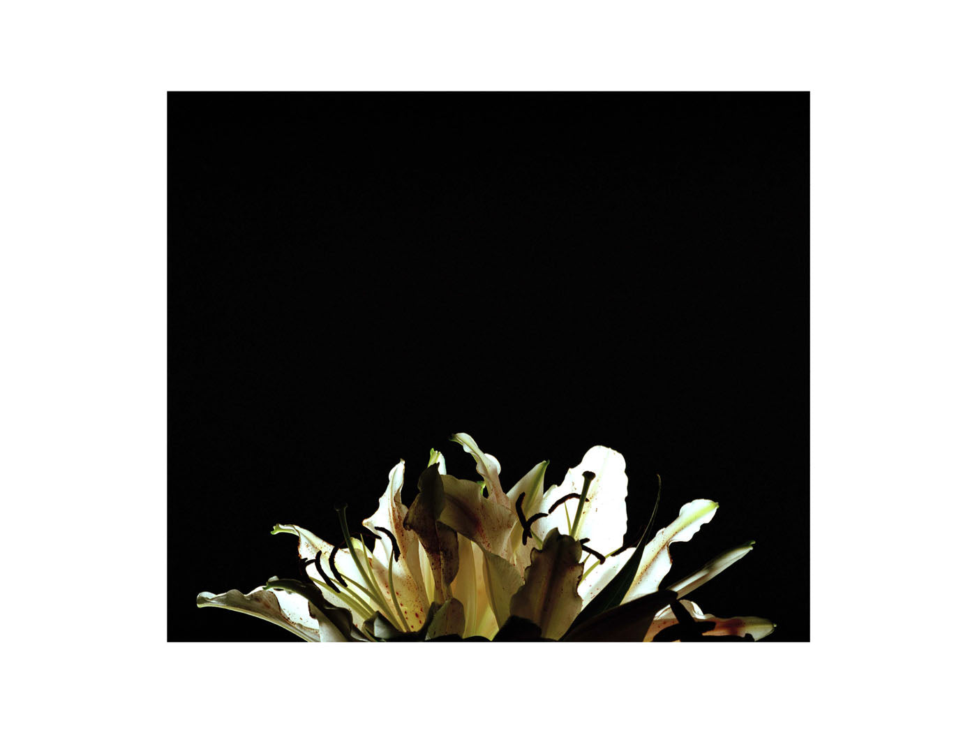 BASIC SIGNATURE #188