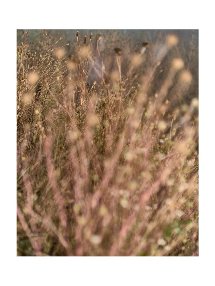 BASIC SIGNATURE #160