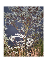 Charger l&#39;image dans la galerie, BASIC SIGNATURE #162
