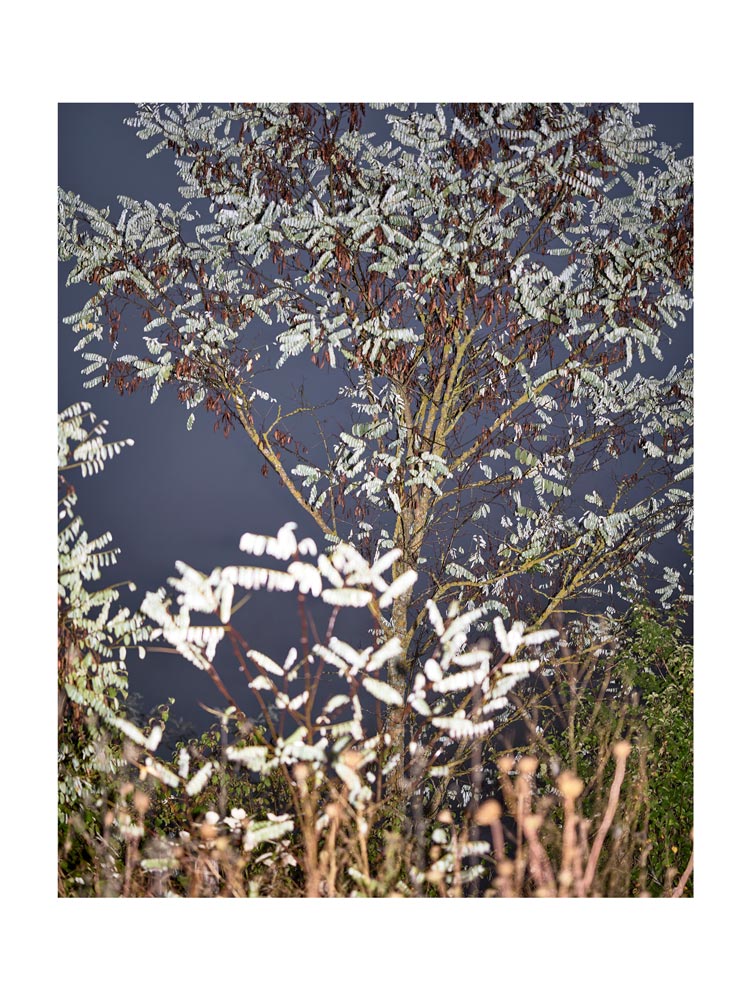 BASIC SIGNATURE #162