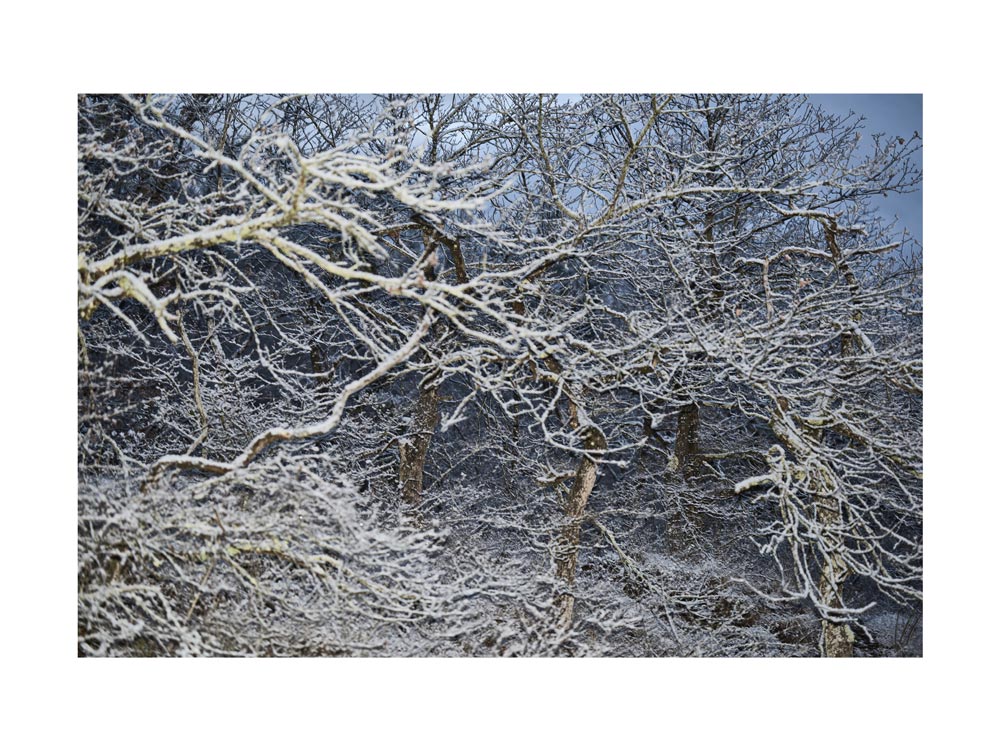 BASIC SIGNATURE #167