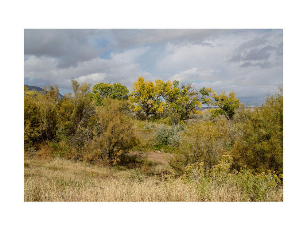 BASIC SIGNATURE #170