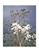 Charger l&#39;image dans la galerie, BASIC SIGNATURE #156
