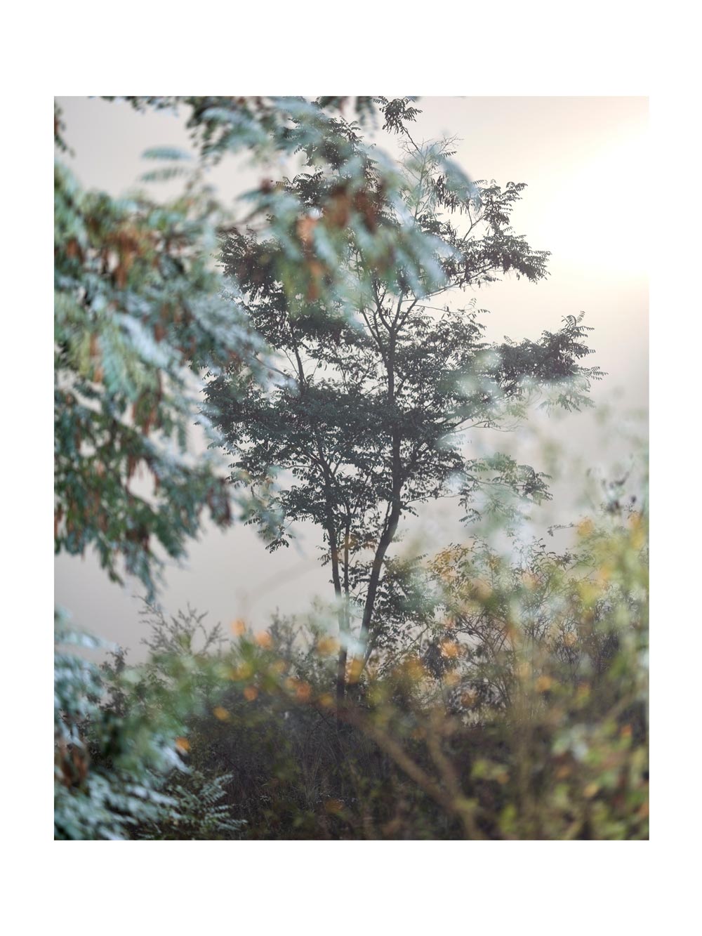 BASIC SIGNATURE #158