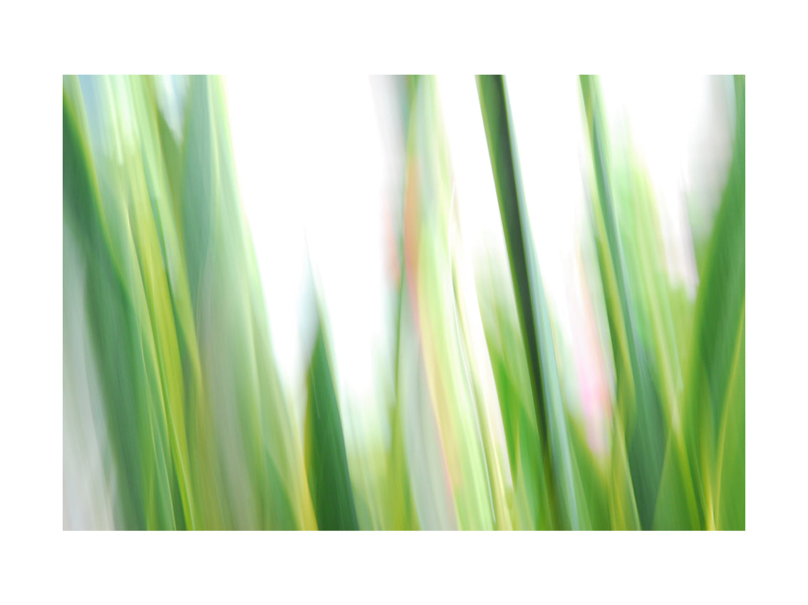 BASIC SIGNATURE #200